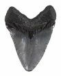 Juvenile Megalodon Tooth - South Carolina #48869-1